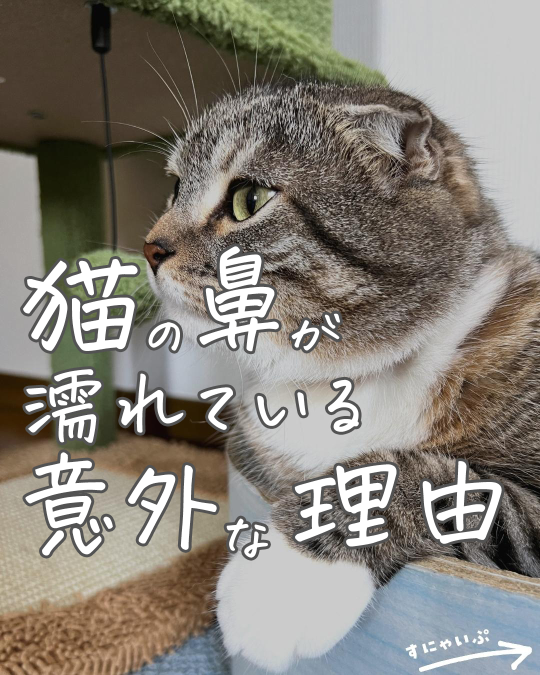 なぜ猫の鼻は濡れてるの？健康の証と見逃せない危険サインを徹底解説