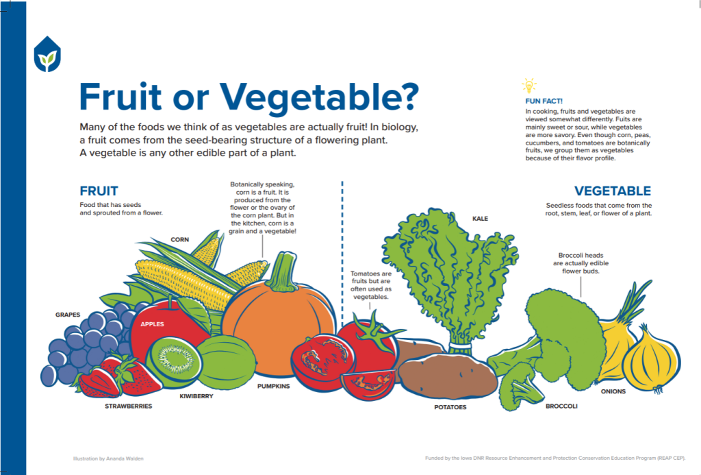 Definition Vegetable vs Fruit