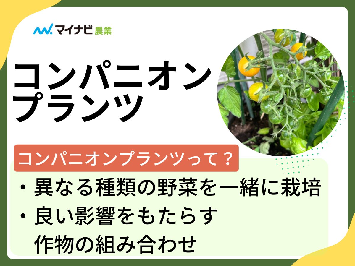 美味しいメロンの見分け方決定版！甘い食べ頃と追熟の極意【2026年】