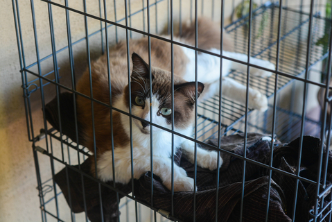 【最新】 猫 留守番 死ん で た 最新熱愛噂まとめ #801