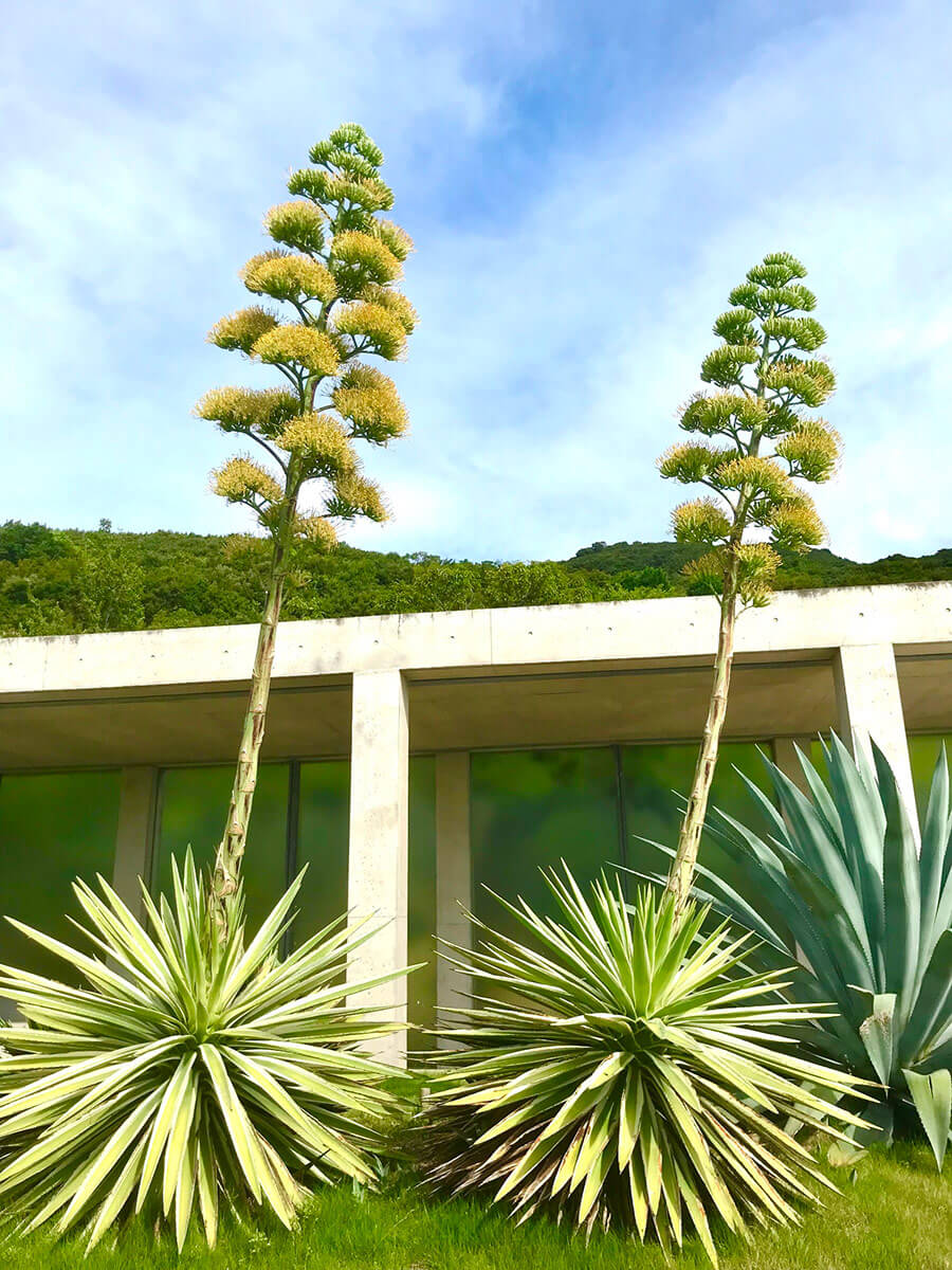 アガベの花が咲くと枯れる噂の真相！開花の前兆と不吉な花言葉