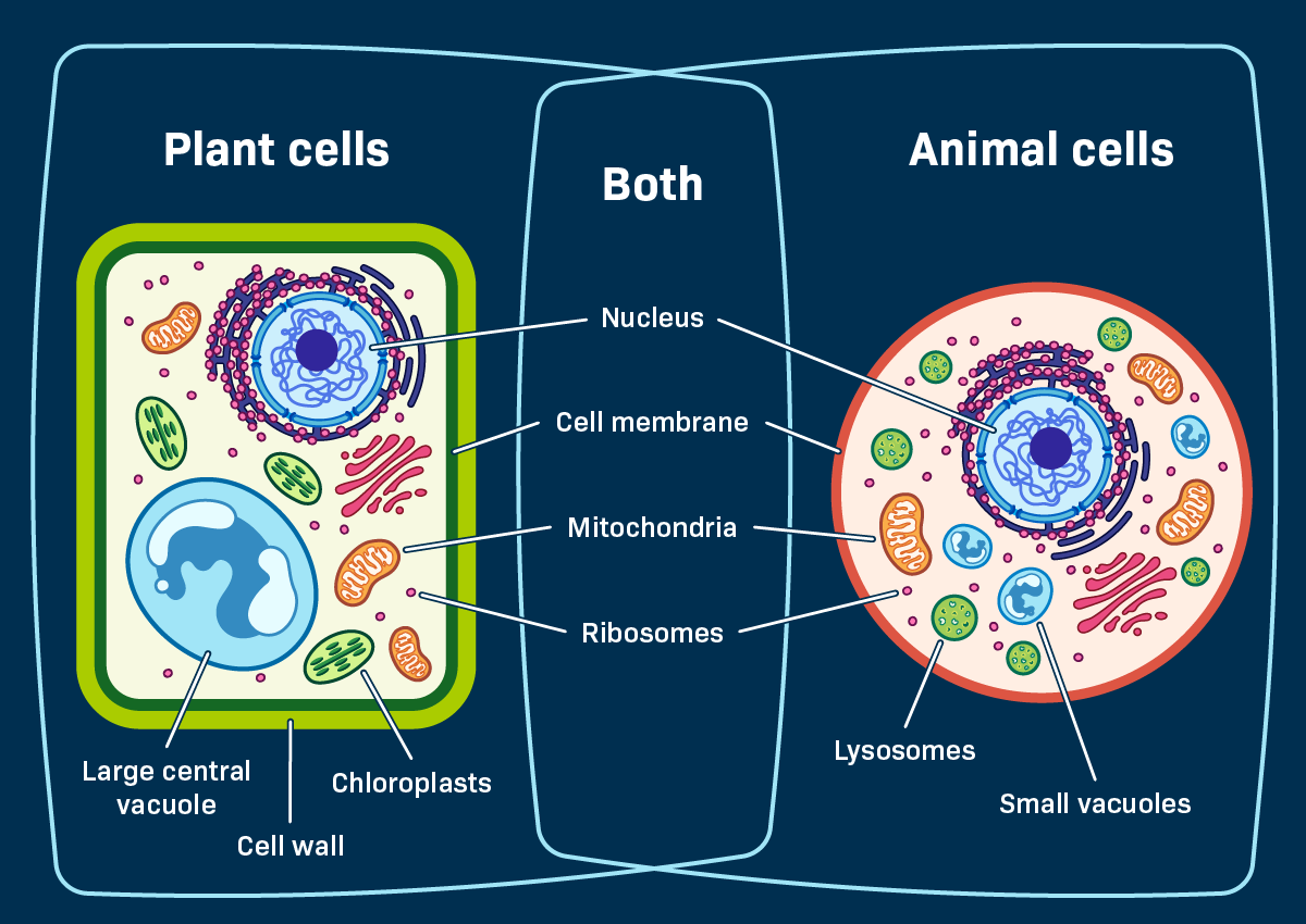 Plant Cell vs Animal Cell Difference