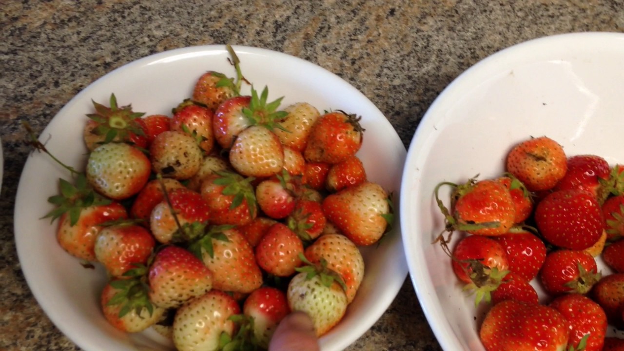 How Do You Ripen Store Bought Strawberries