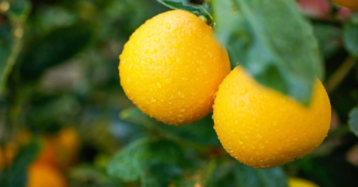 When Is a Lemon Ripe