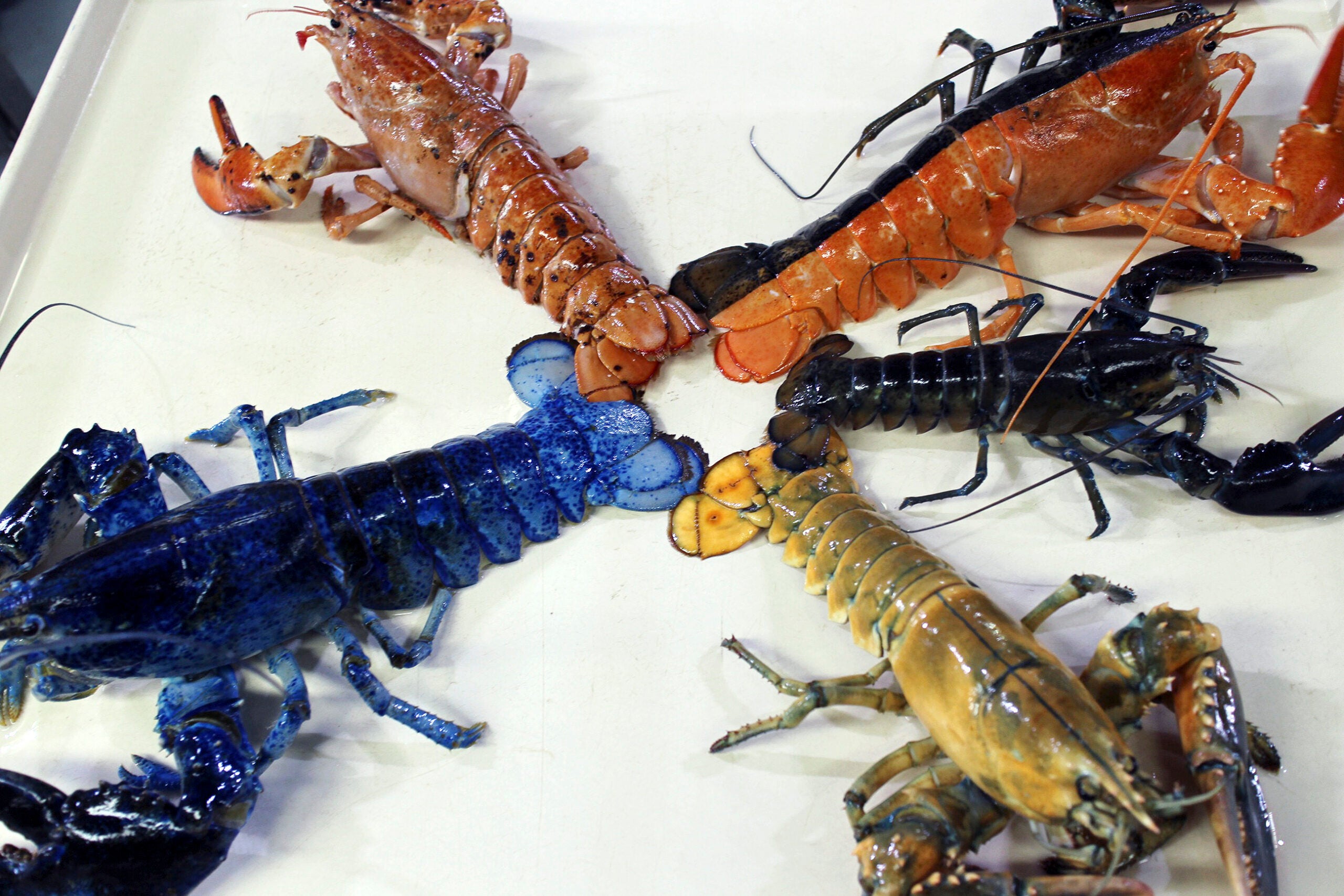 What Color Is a Lobster