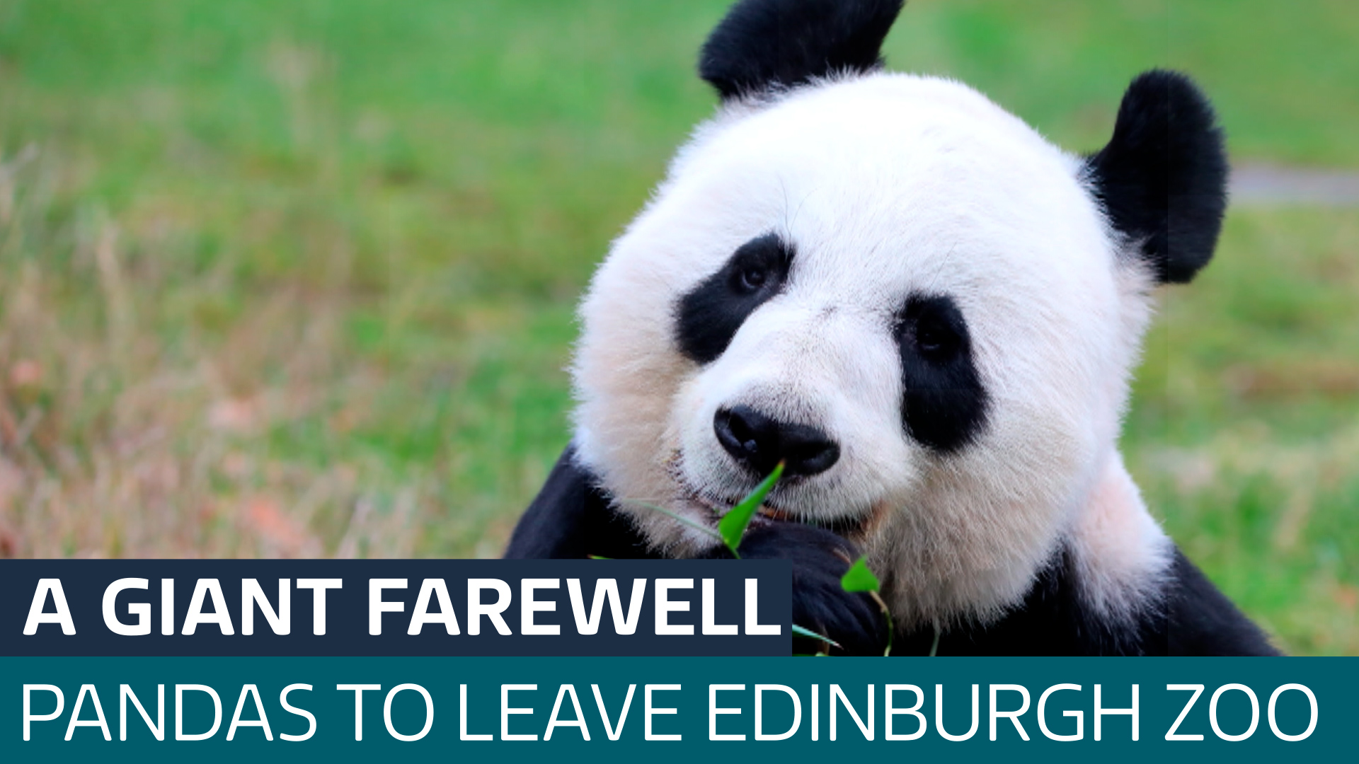 Where Can You See Pandas in the Uk