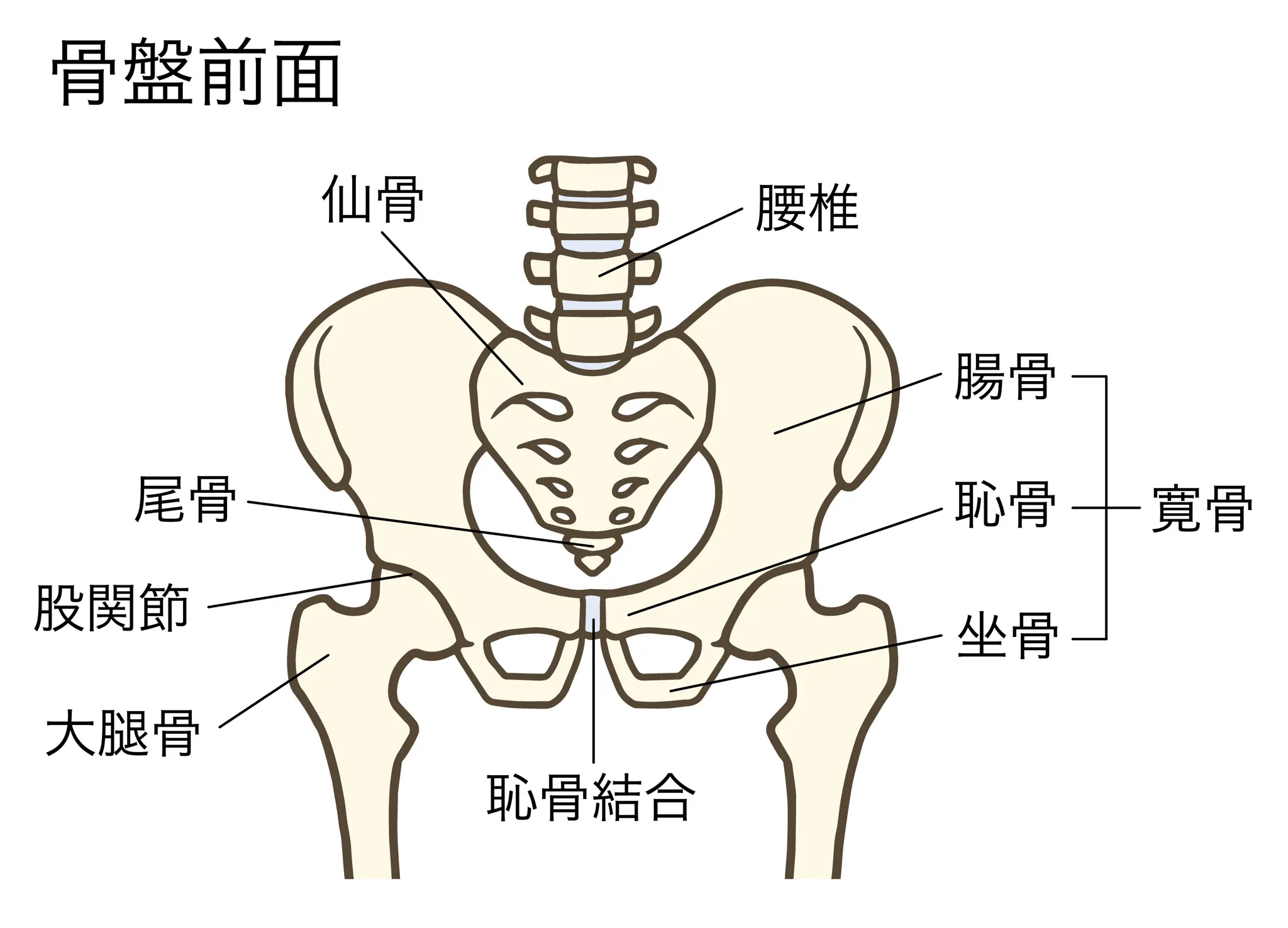 おしりの真ん中の骨「尾骨」の正体と痛みの原因・対処法を徹底解説