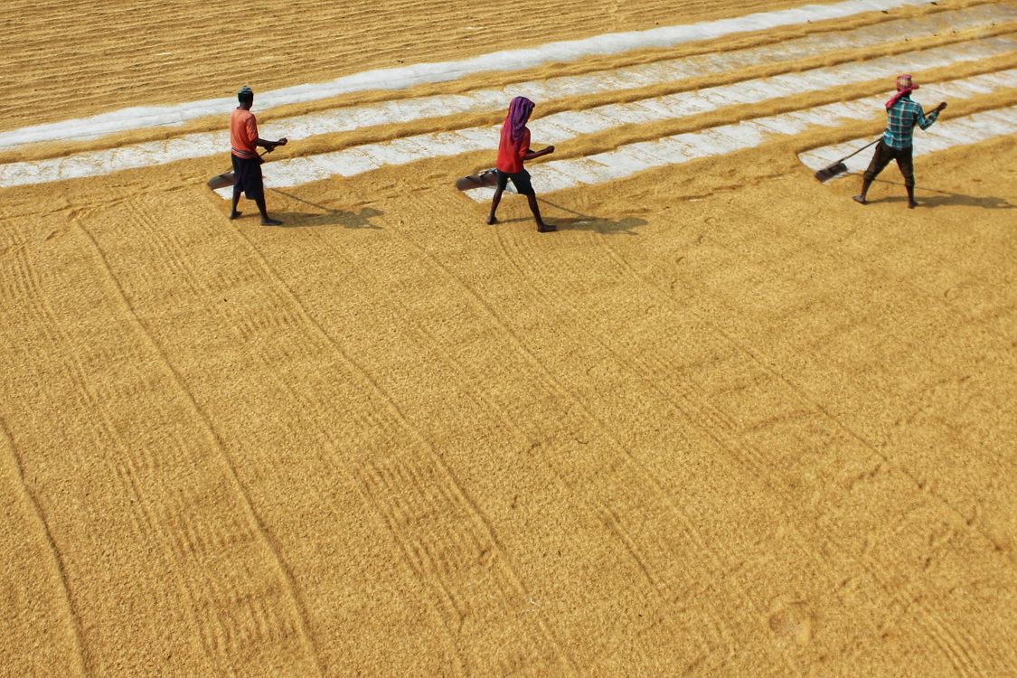 Drying out Rice for Fried Rice