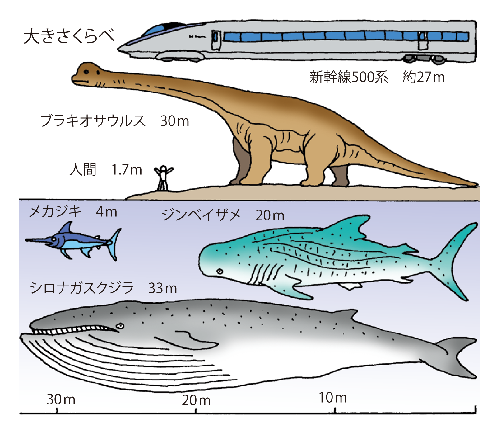 世界最大の動物ランキング最新版！歴代恐竜とシロナガスクジラを比較