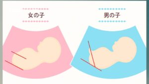 男の子？女の子？赤ちゃんの性別がわかる時期はいつ？2026年最新の検査事情と判定のリアル