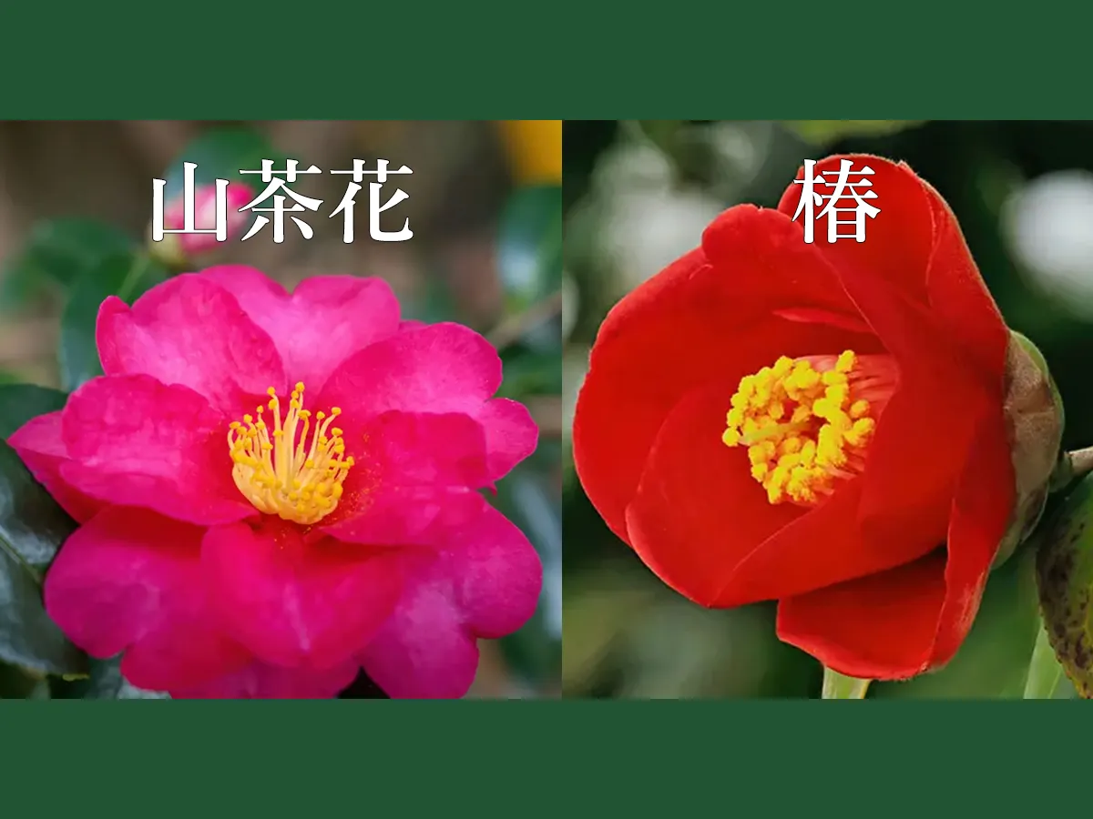 山茶花と椿の違いを一瞬で見極める5つの決定打｜散り方と葉脈の真実