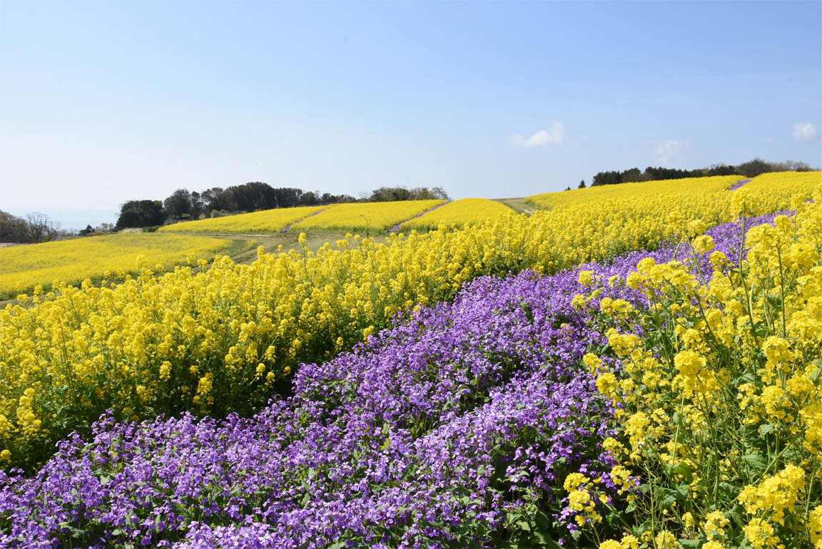 あわじ花さじき2026最新攻略！見頃や料金・混雑回避の全手順