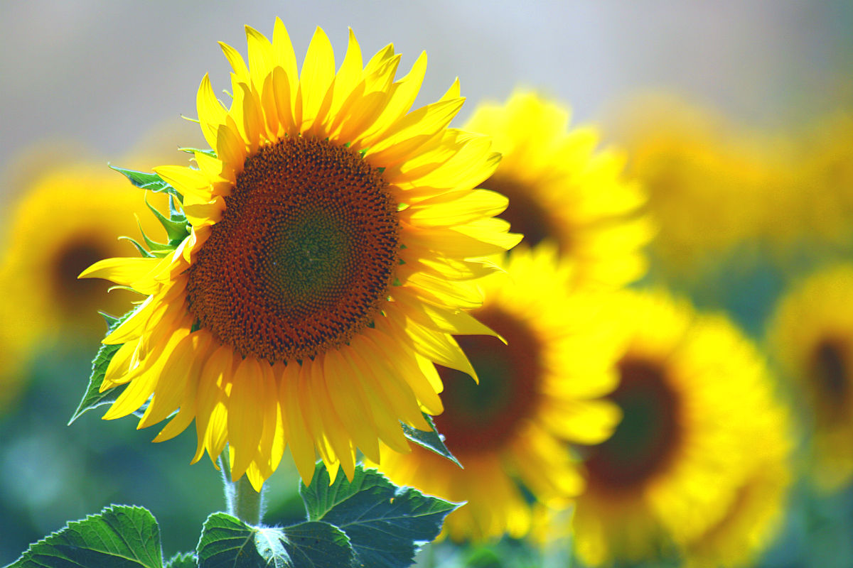 7月の誕生花と花言葉総まとめ！怖い意味の真相と贈って喜ばれるギフト術