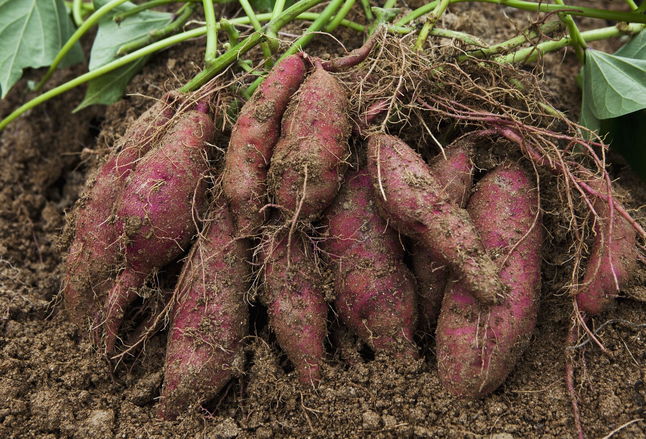Is Sweet Potato a Root