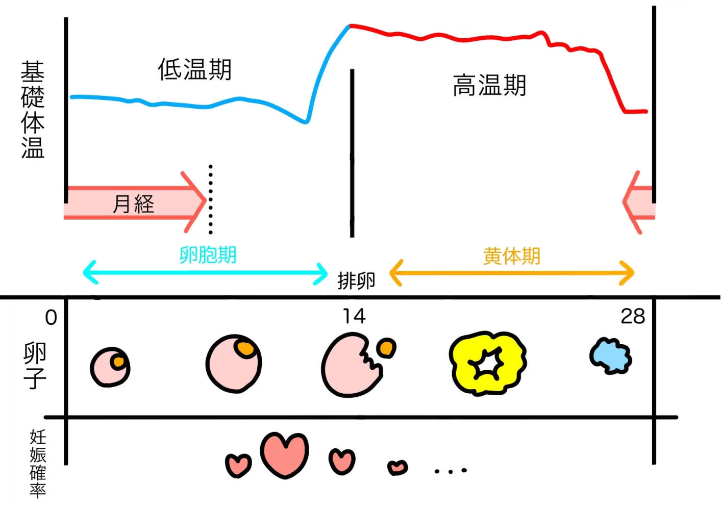 基礎体温は普通の体温計で代用可能？医師が明かす決定的な誤差の真相