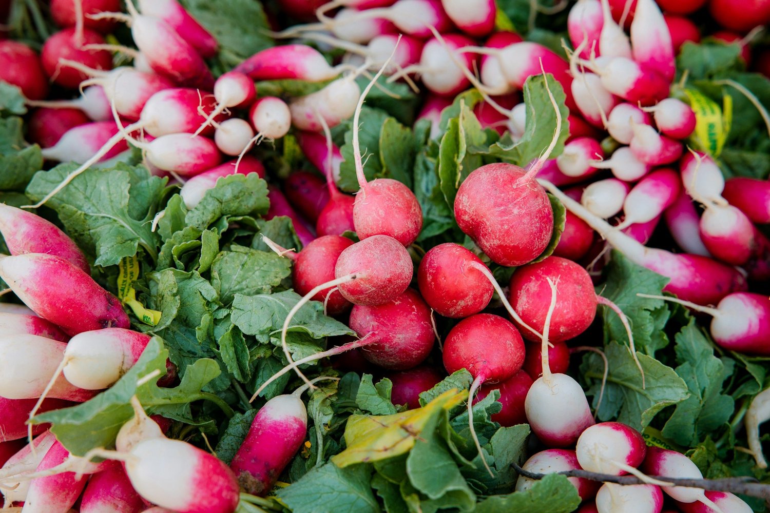 Can You Eat Too Many Radishes
