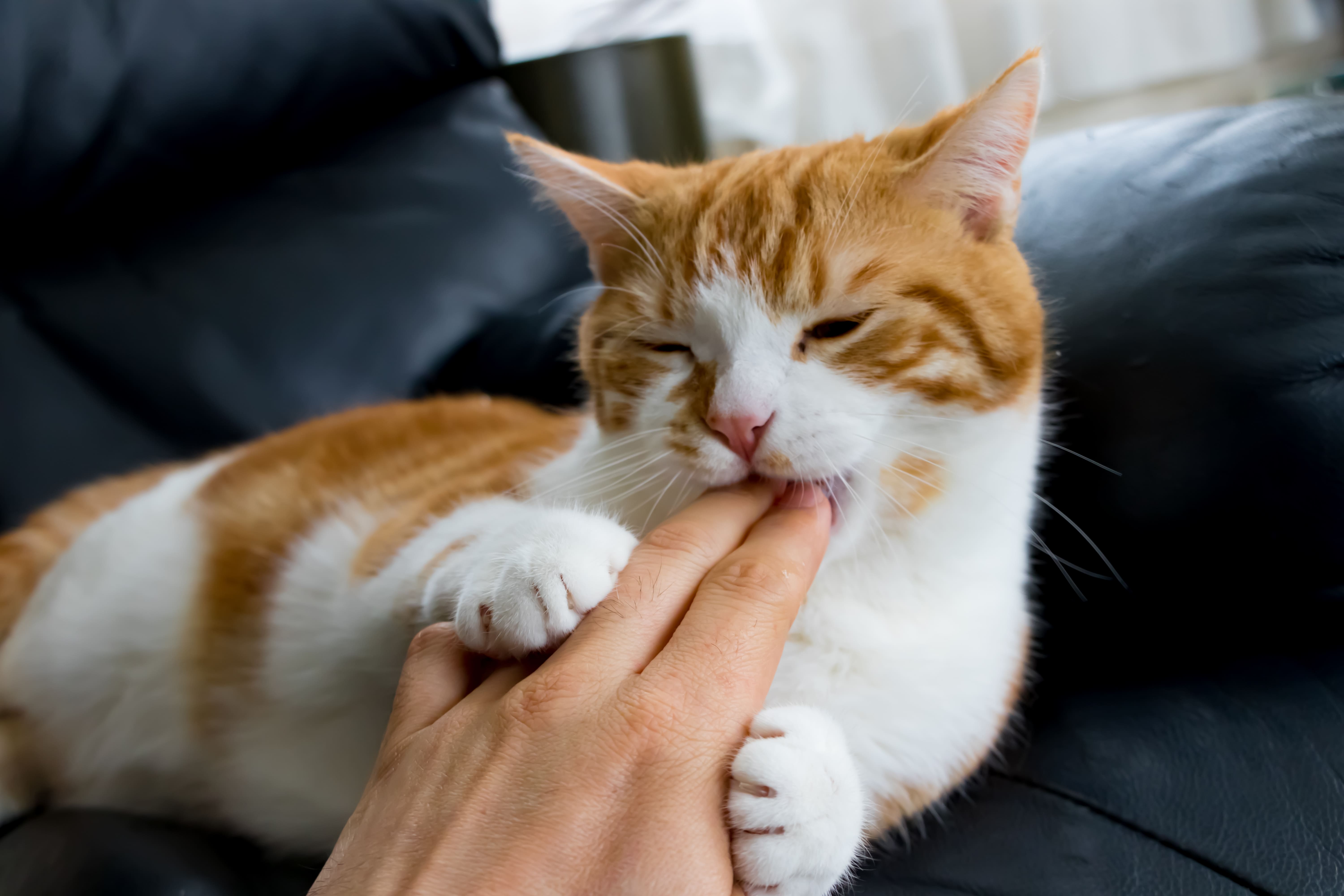 猫の甘噛みはなぜ起きる？撫でると噛む心理と痛い時のNg対策