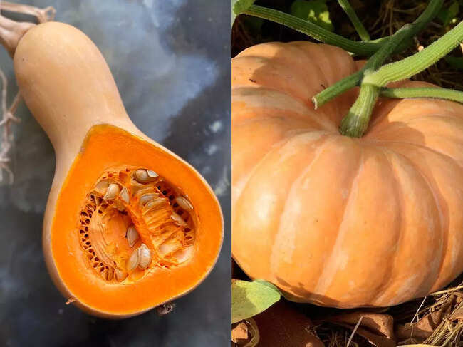 Does Squash Make You Poop