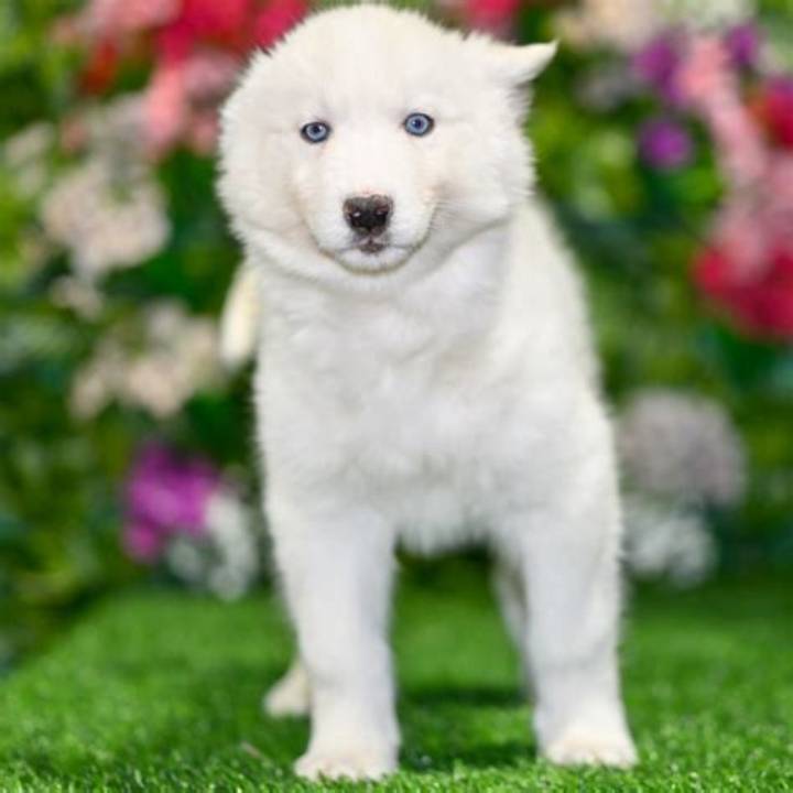 Husky Puppy Rescued Adopted: the Complete Guide to a Safe Happy Home