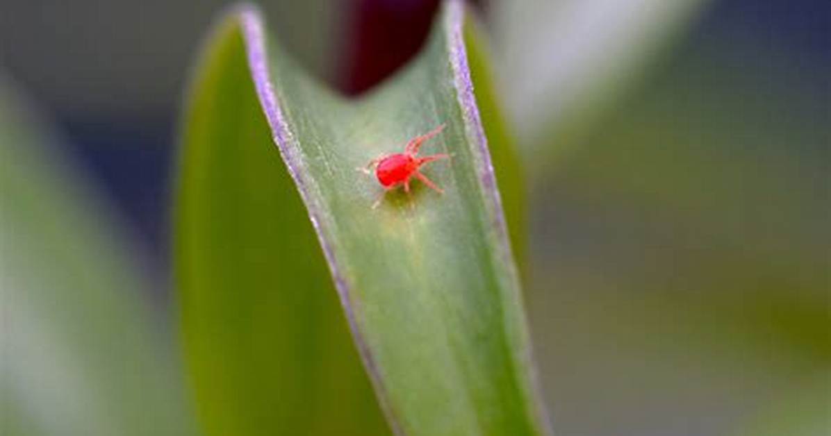 Tiny Red