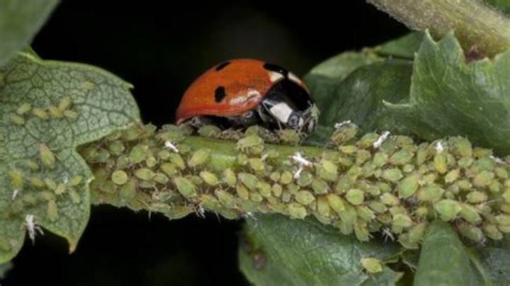 What Do Ladybugs Eat? a Practical Guide to Their Diet